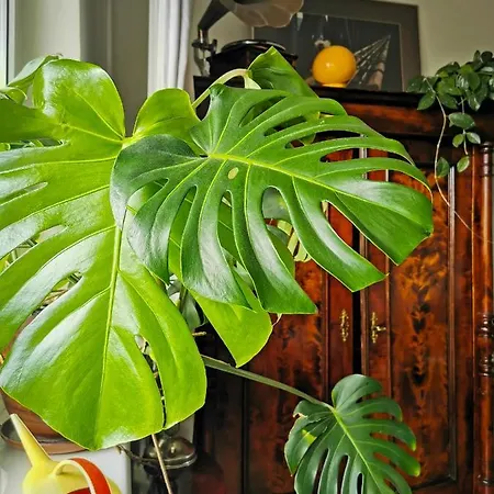 Проживание в семье Przy Plazy Z Widokiem Na Morze Сопот