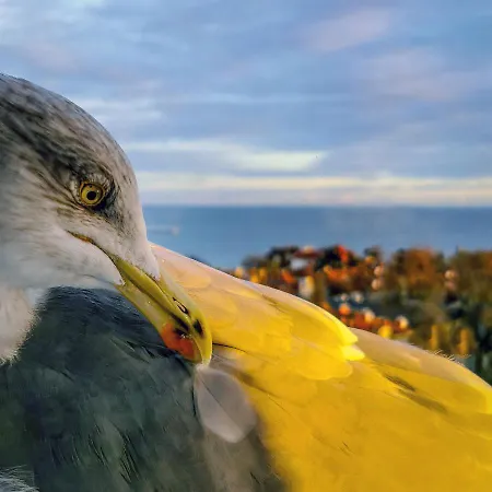 Przy Plazy Z Widokiem Na Morze *